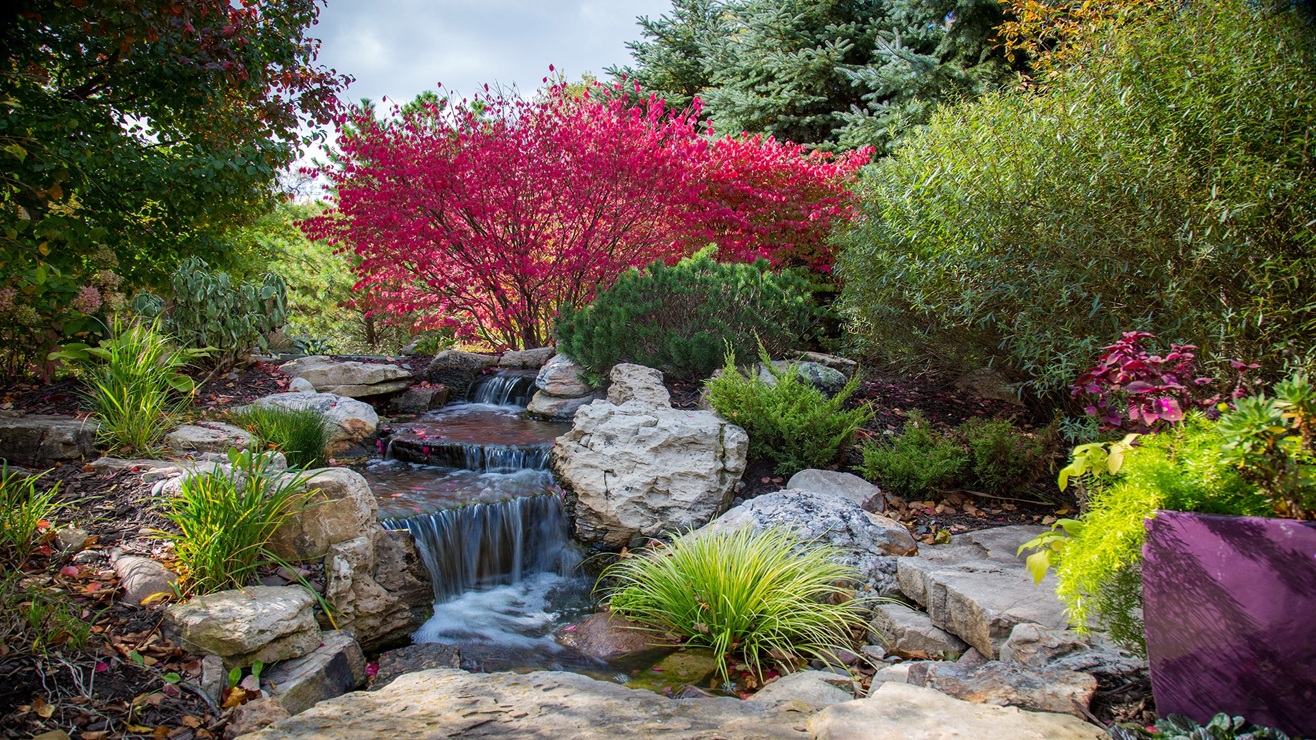 A serene garden scene with vibrant red bushes, green foliage, and a small waterfall cascading over rocks into a tranquil pond.