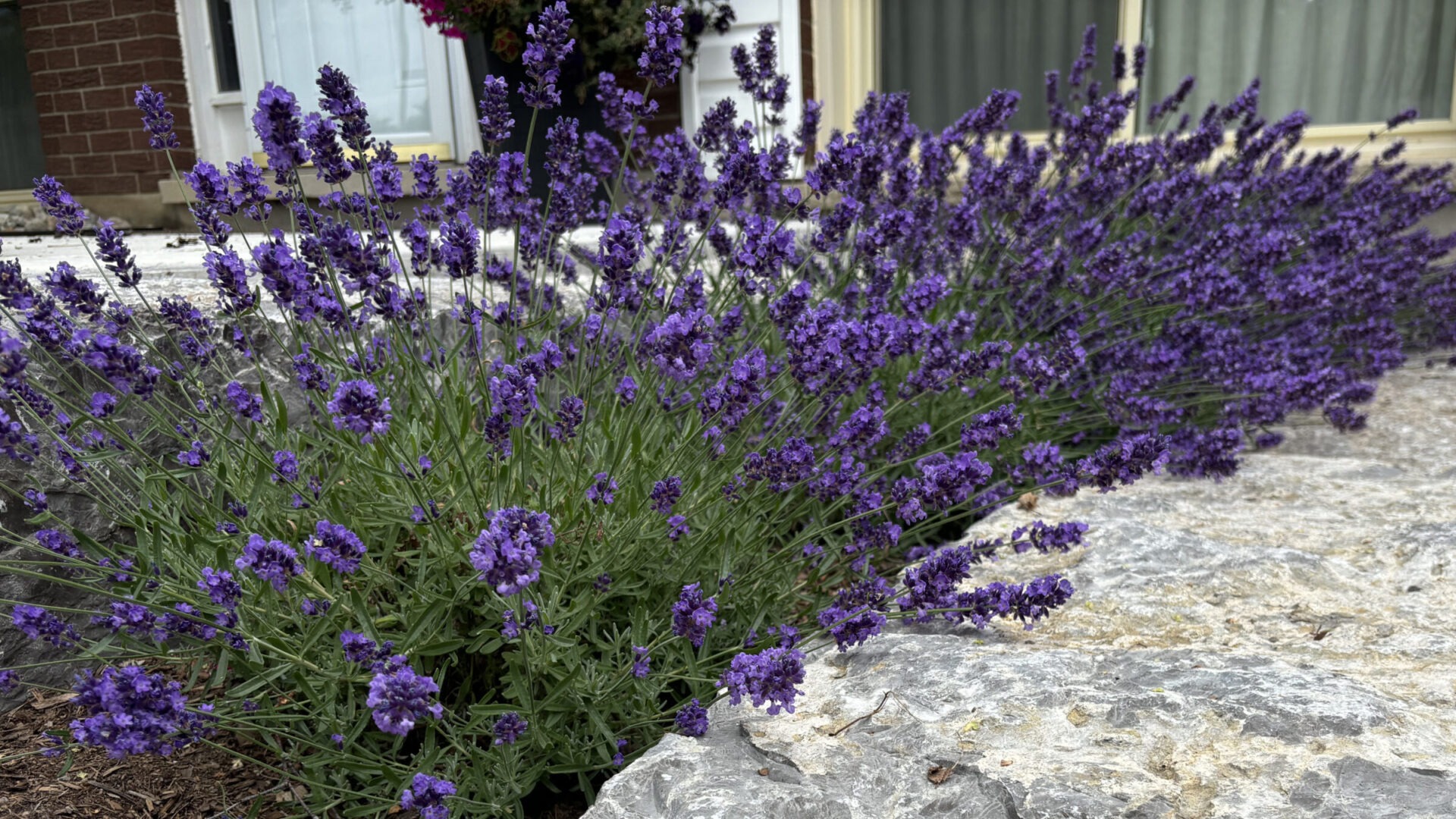 Lavender plants with vibrant purple flowers grow along a stone pathway in front of a brick building, creating a serene garden scene.