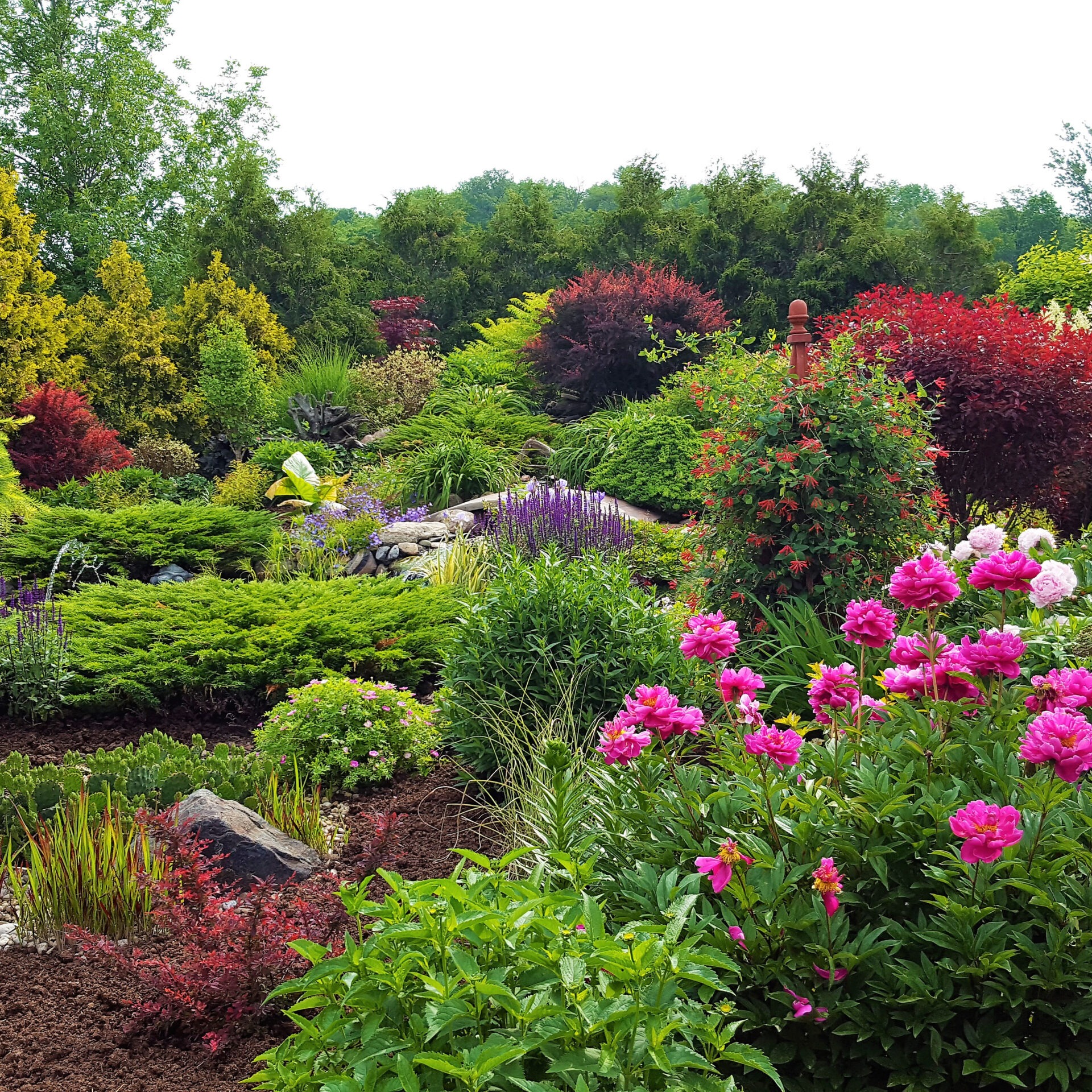 A lush, colorful garden filled with diverse flowers and greenery, featuring vibrant pink blossoms and dense foliage against a backdrop of trees.