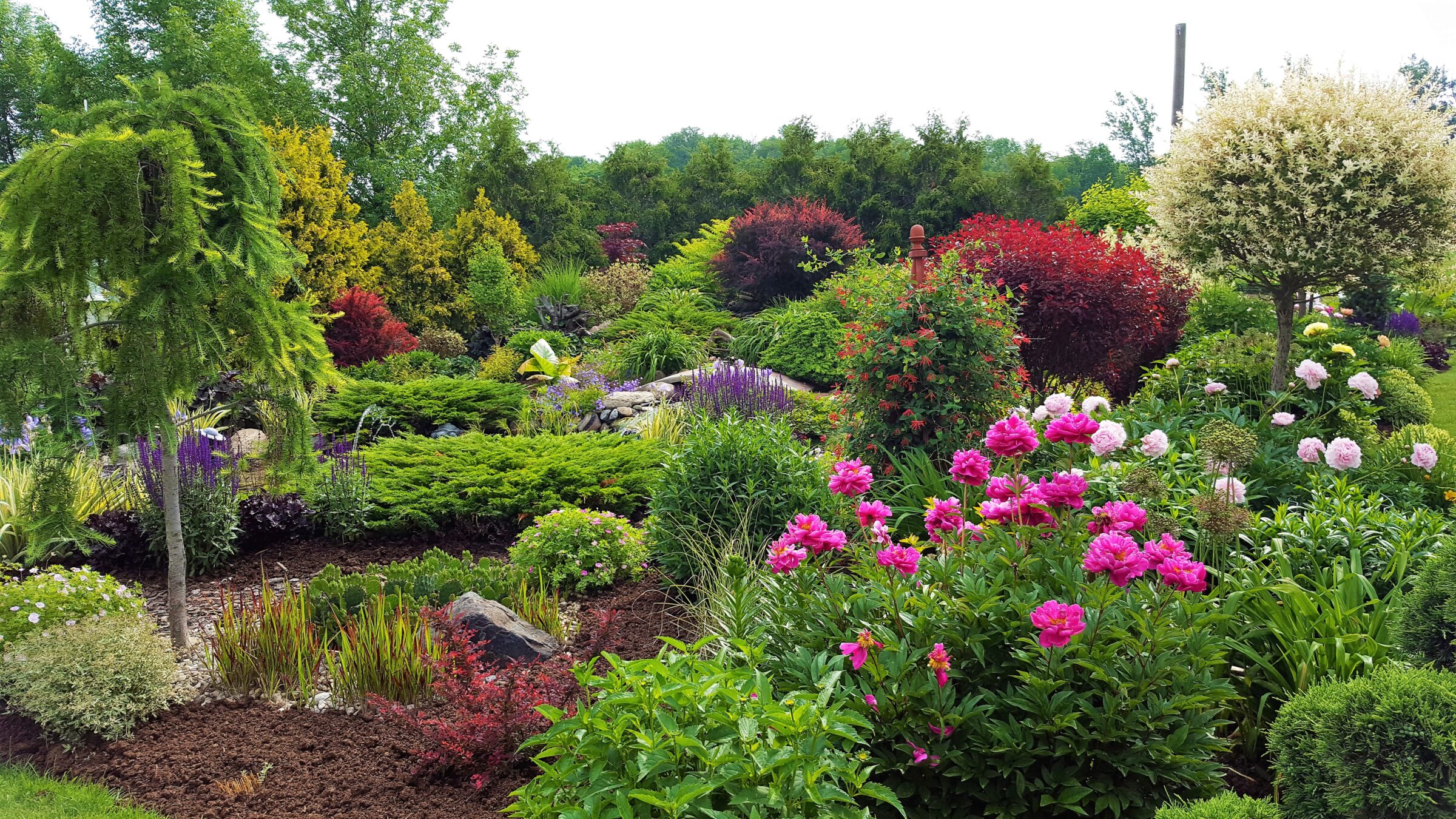 A vibrant, colorful garden with diverse flowers and lush greenery, featuring pink blossoms and a mix of tree varieties under a cloudy sky.