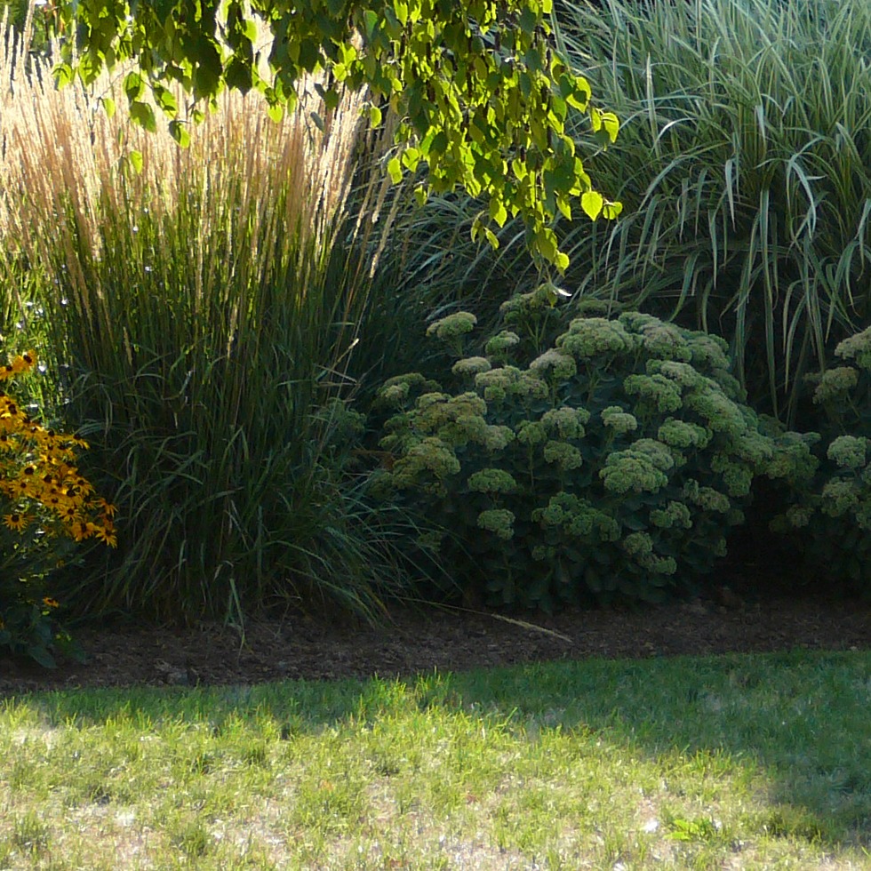 A lush garden scene with tall ornamental grasses, leafy shrubs, yellow flowers, and sunlight filtering through overhead branches onto green grass.