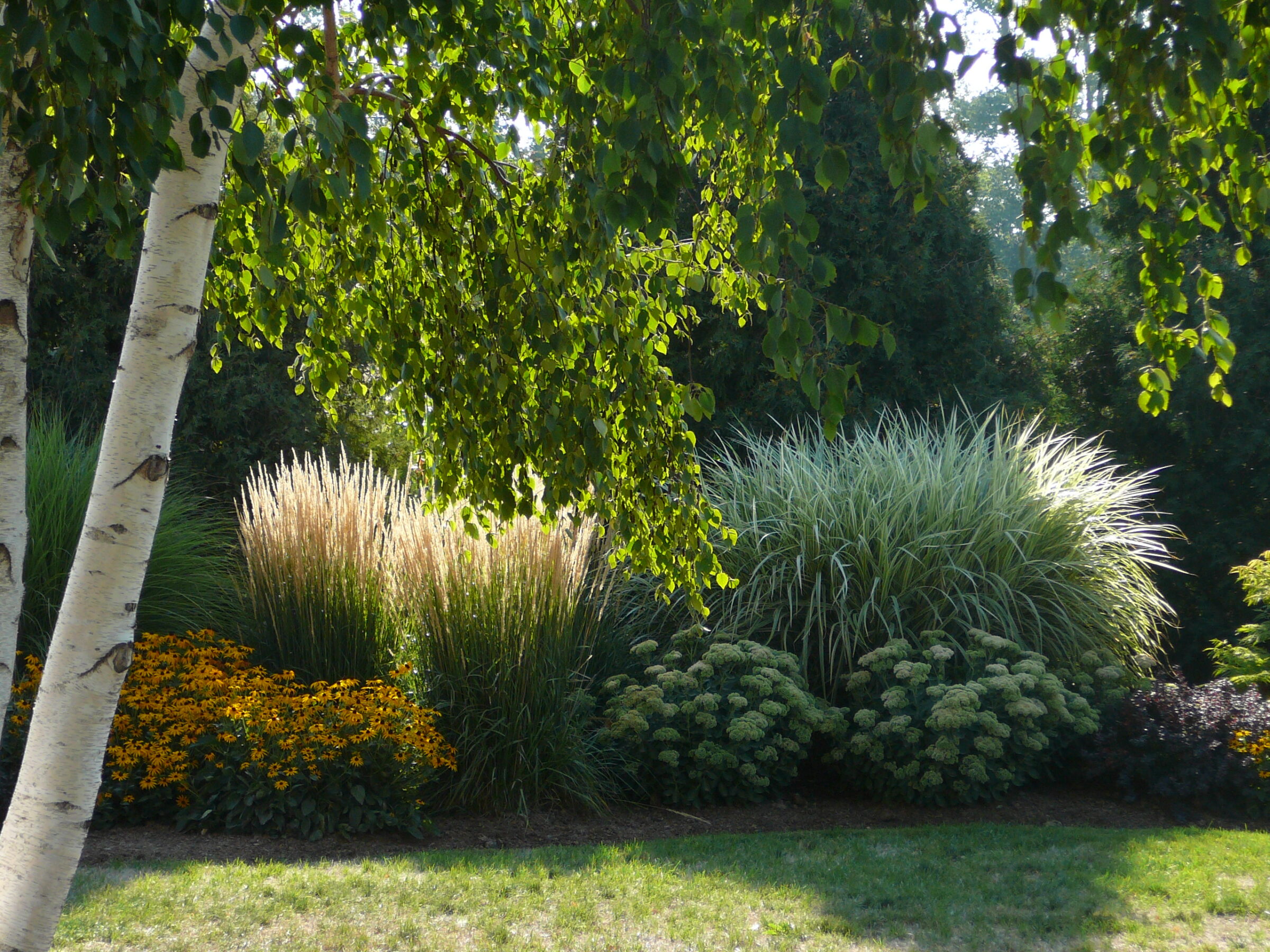 Garden scene with birch trees, ornamental grasses, and vibrant yellow flowers. Sunlight filters through leaves, creating a serene, natural atmosphere.
