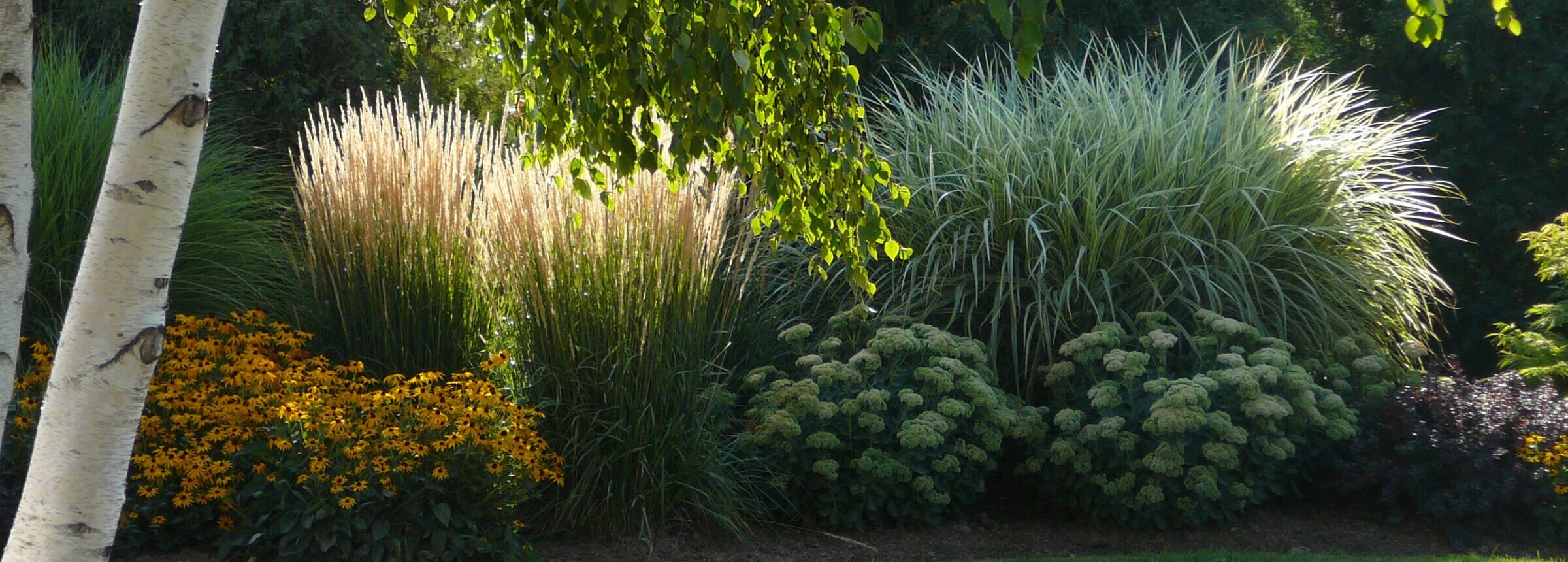 A garden scene featuring tall grasses, vibrant yellow flowers, and lush greenery under the shade of a tree. No landmarks identified.
