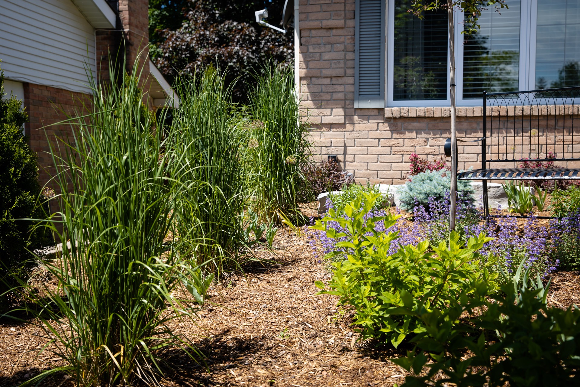 A garden with tall grasses and purple flowers, adjacent to a brick house with a bench and window shutters.