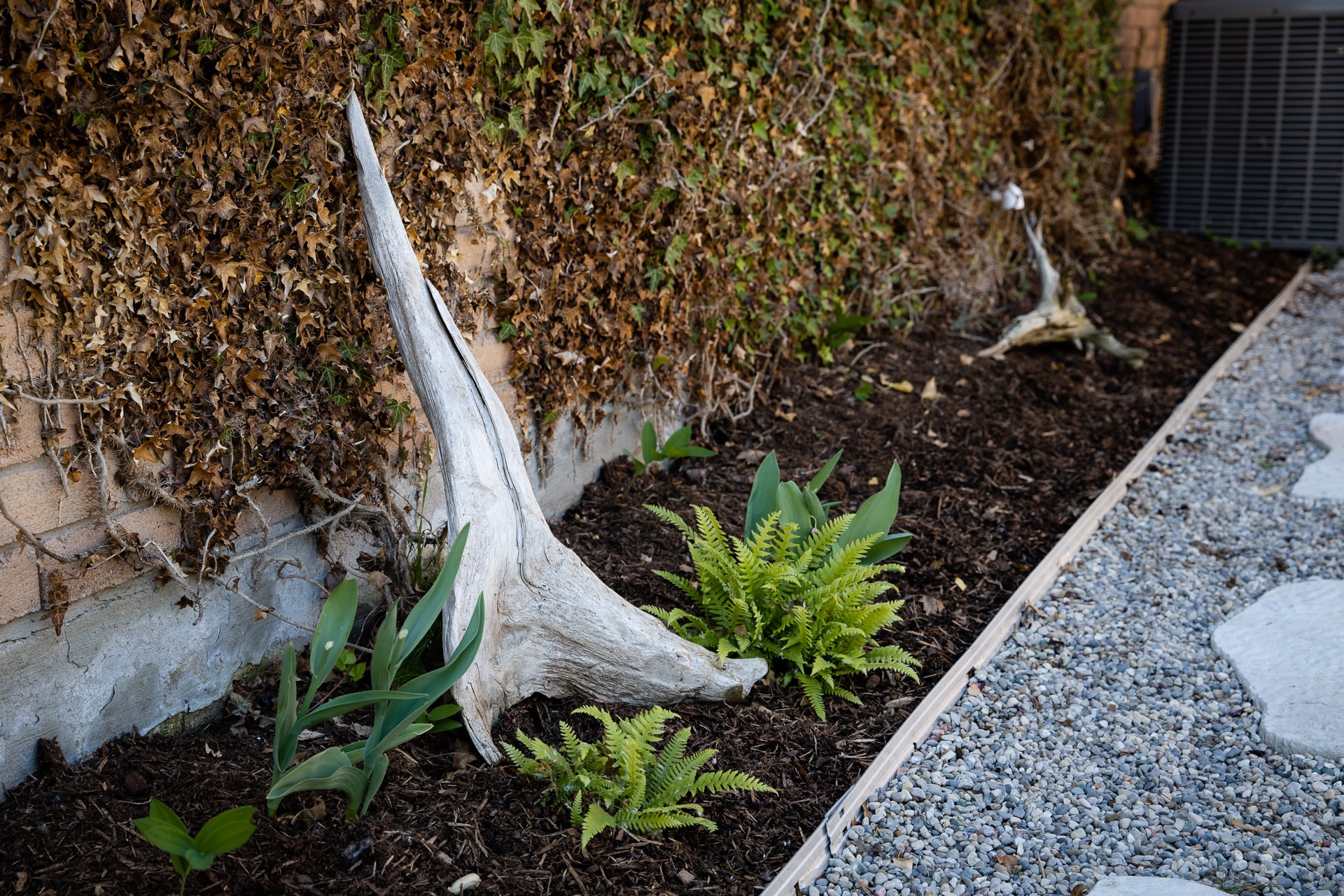 Garden bed with ferns, driftwood, against a brick wall covered in dried vines. Gravel path runs alongside, bordered by concrete slabs.