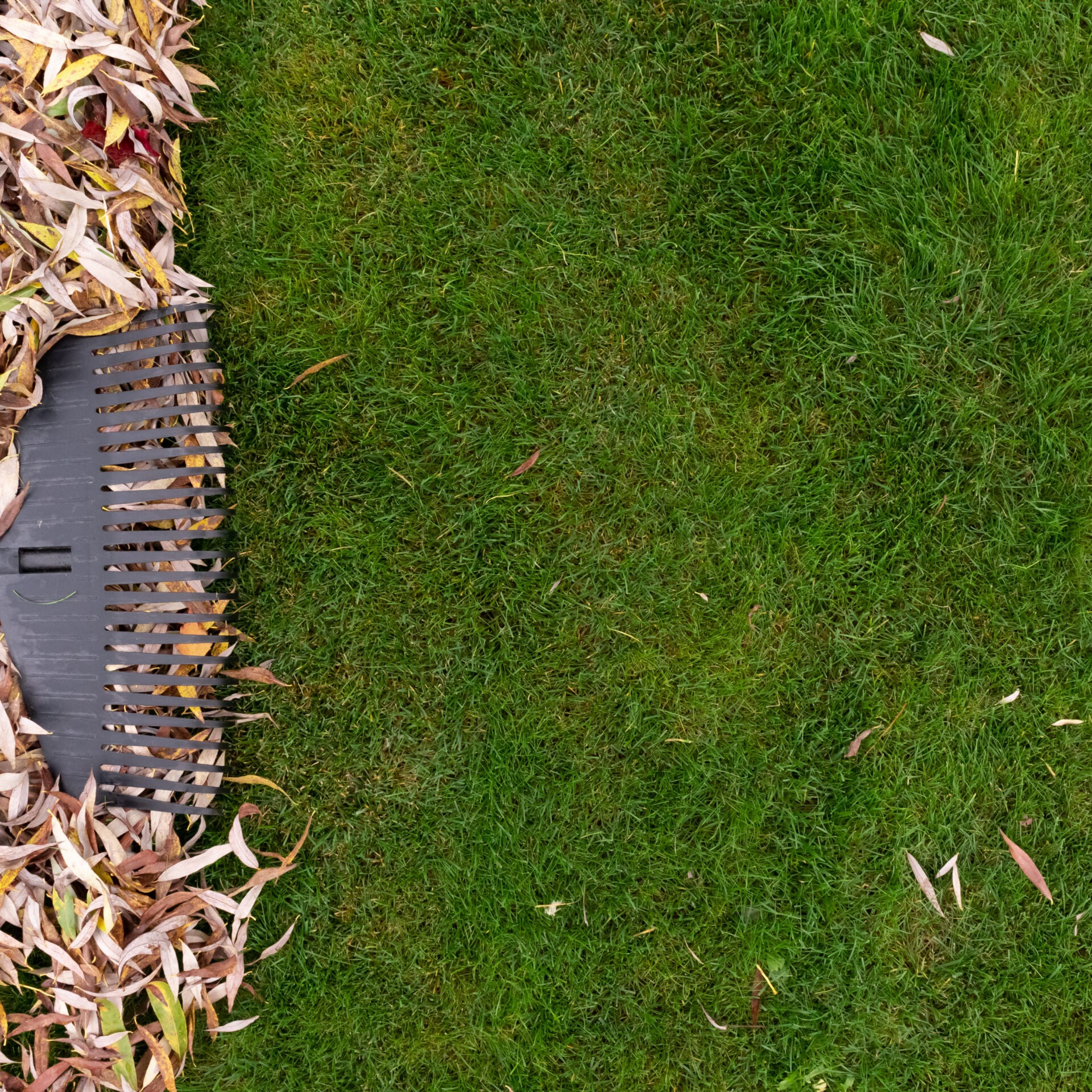 A rake is seen clearing dry leaves off a vibrant green grass lawn, creating a tidy contrast between collected leaves and clean grass.