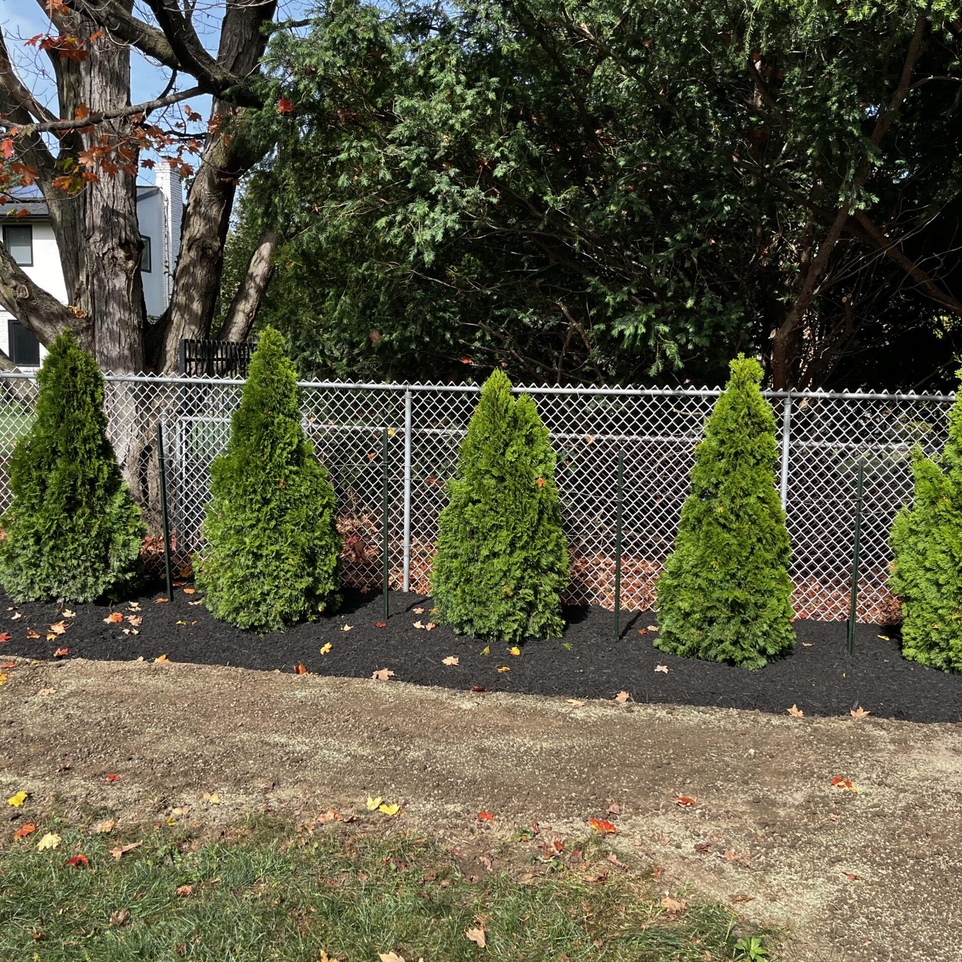 Five small evergreen trees are planted in a row next to a metal chain-link fence, surrounded by mulch and grass.