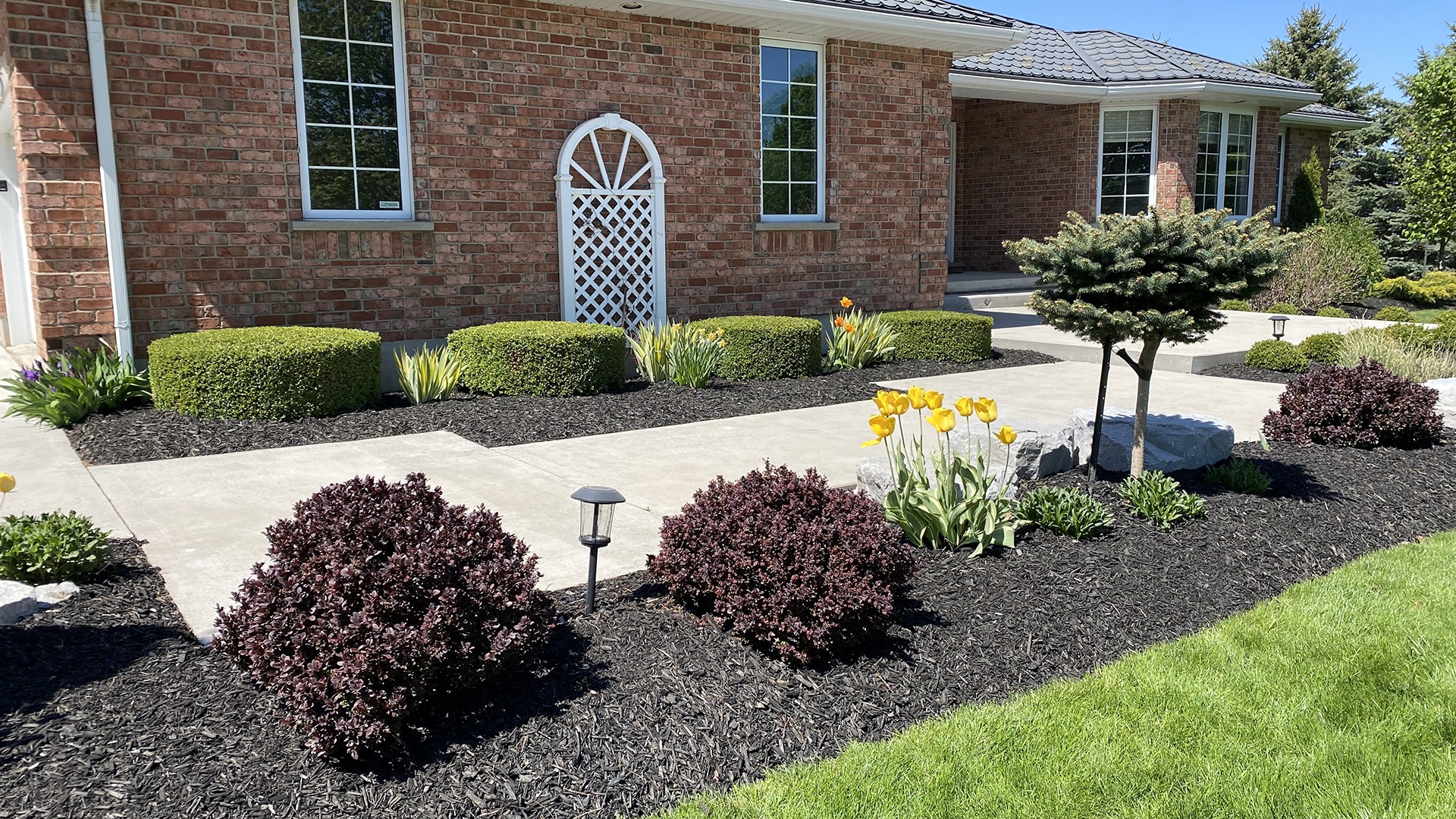 Red brick house with landscaped garden, featuring neatly trimmed bushes, vibrant yellow tulips, and a small tree. Sunny day with clear sky.