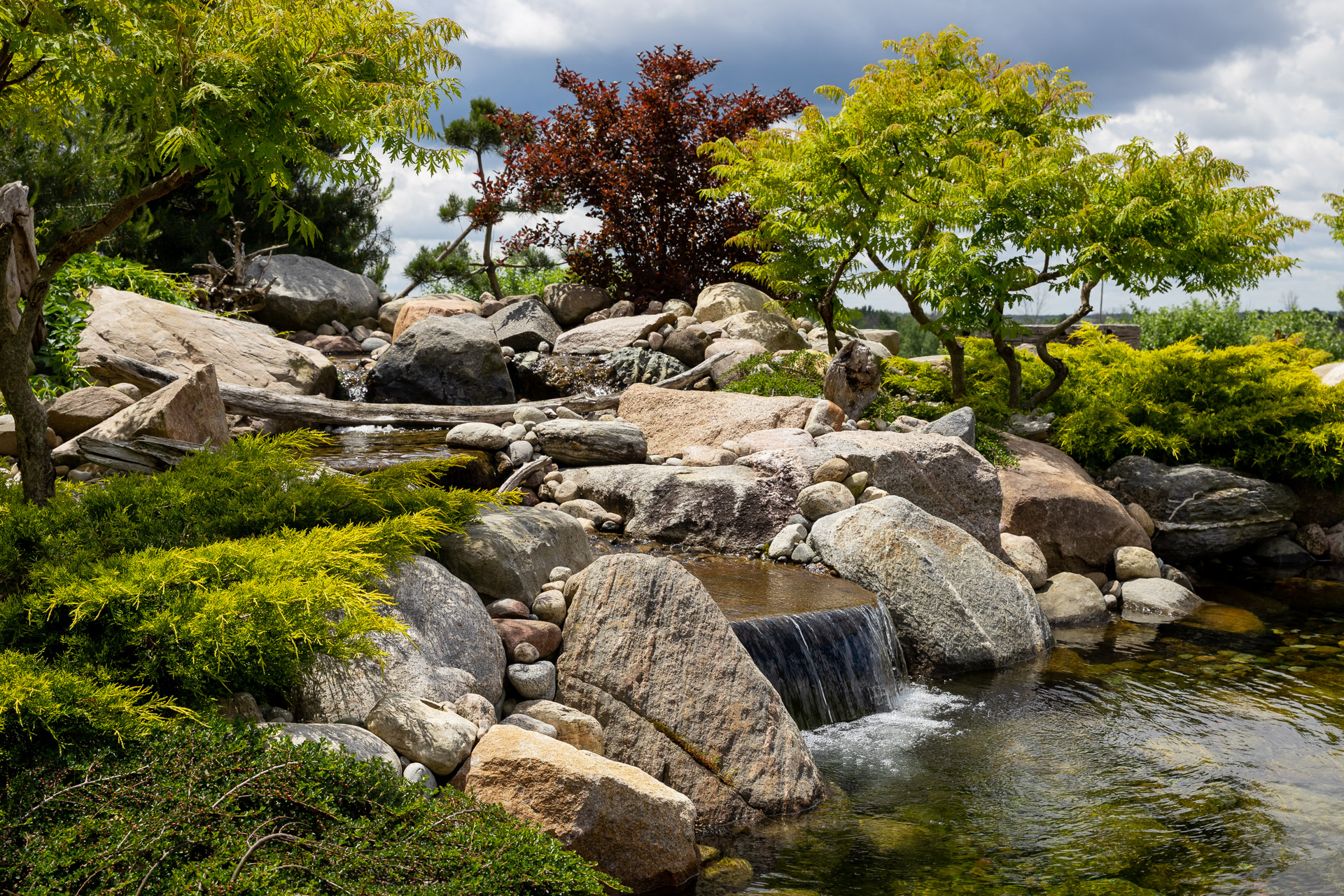 Natural pond and plants